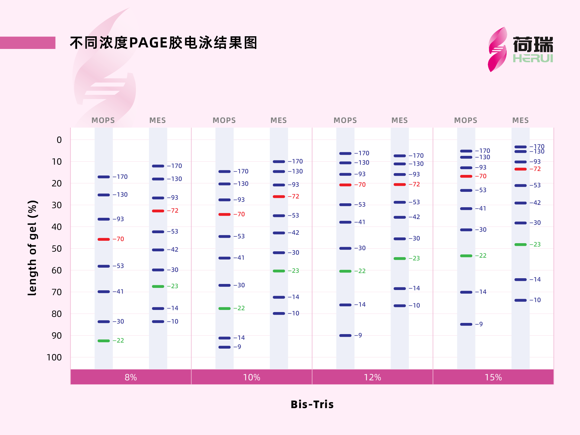 HRbio™ 彩虹广谱蛋白Marker（10-180kDa）